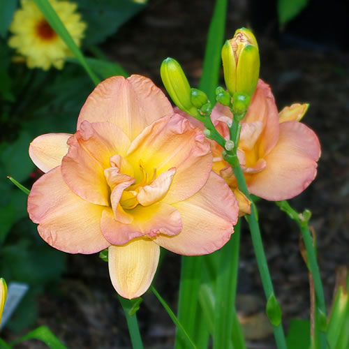 Hemerocallis Frances Joiner